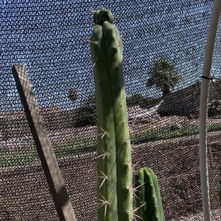 17 inch Bridgesii "KGC x SS02" Cutting
