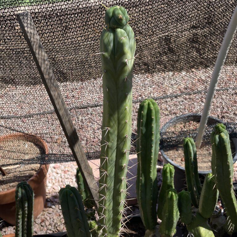 17 inch Bridgesii "KGC x SS02" Cutting