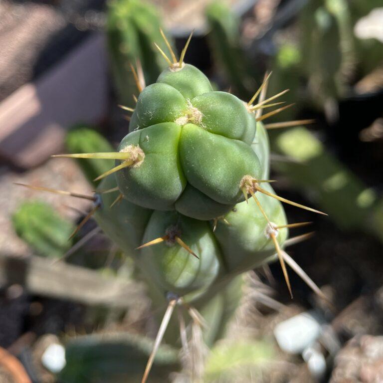 17 inch Bridgesii "KGC x SS02" Cutting
