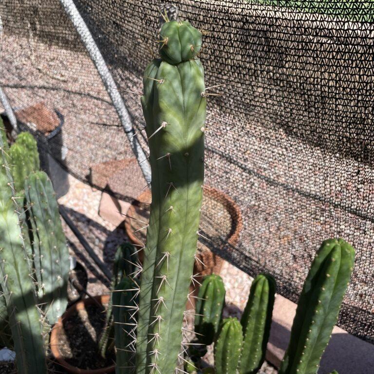 17 inch Bridgesii "KGC x SS02" Cutting