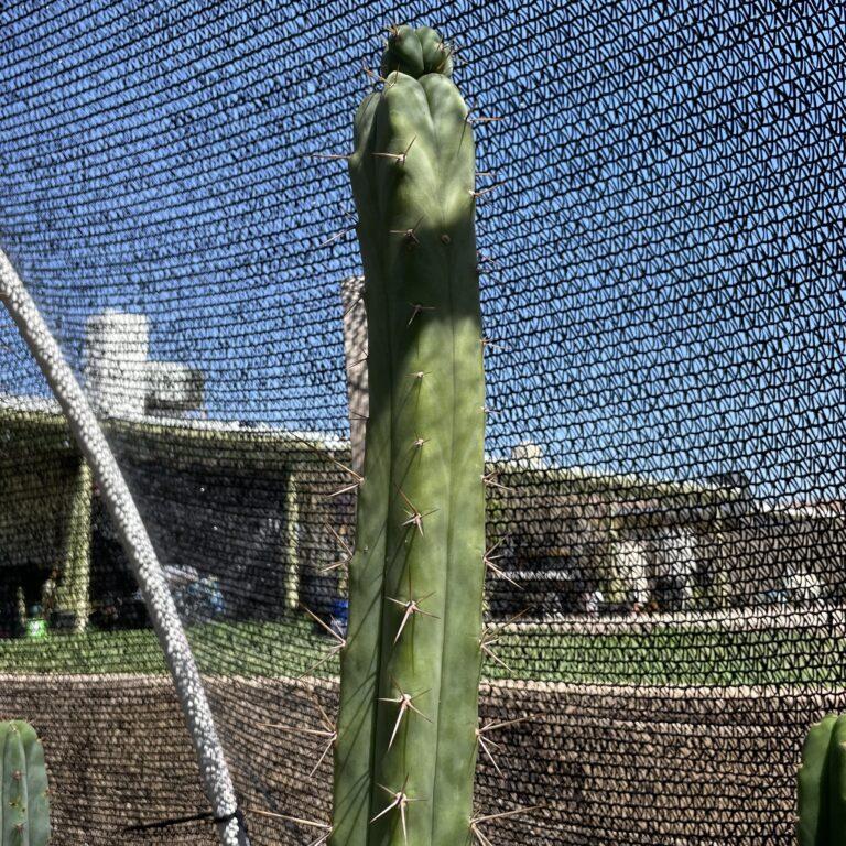 17 inch Bridgesii "KGC x SS02" Cutting