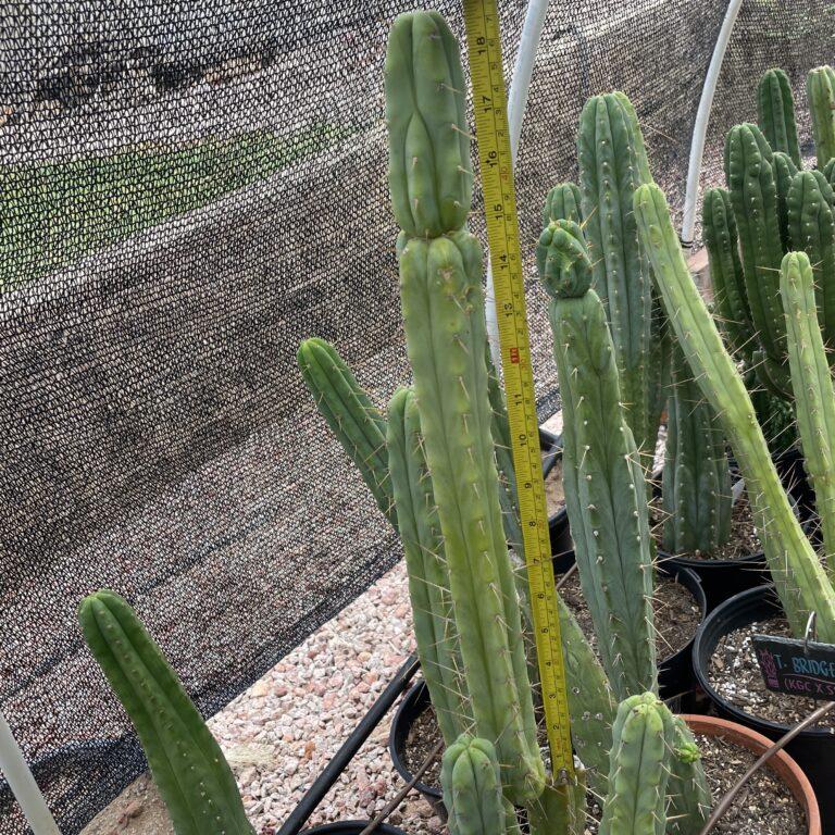 18 inch T. Bridgesii Cutting