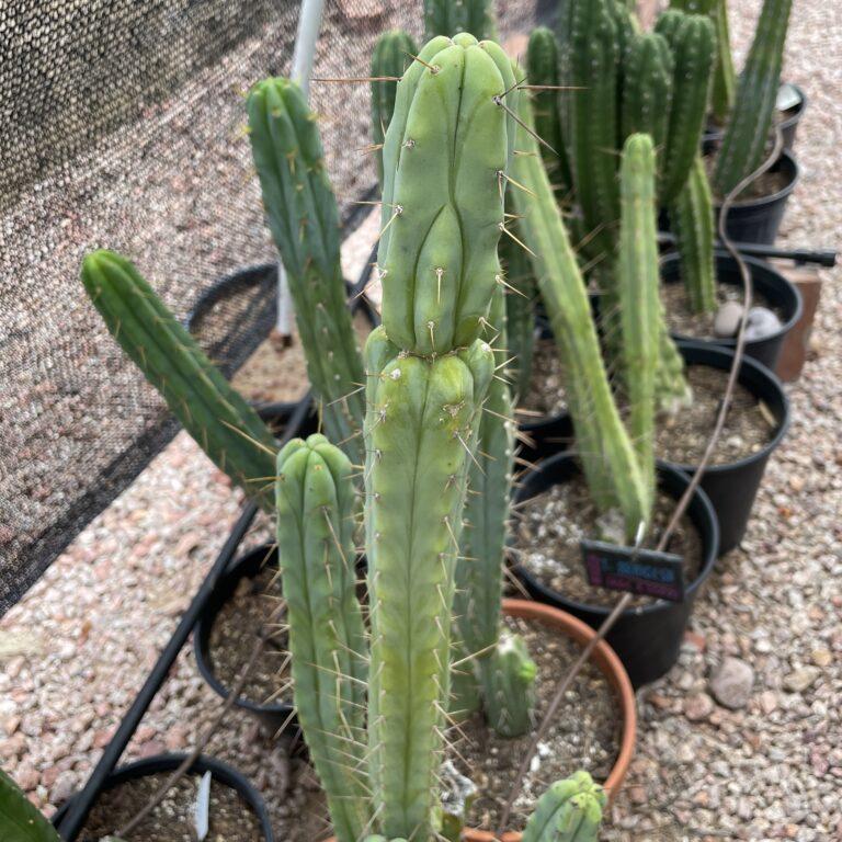 18 inch T. Bridgesii Cutting