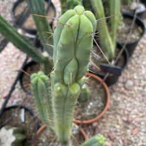 18 inch T. Bridgesii Cutting