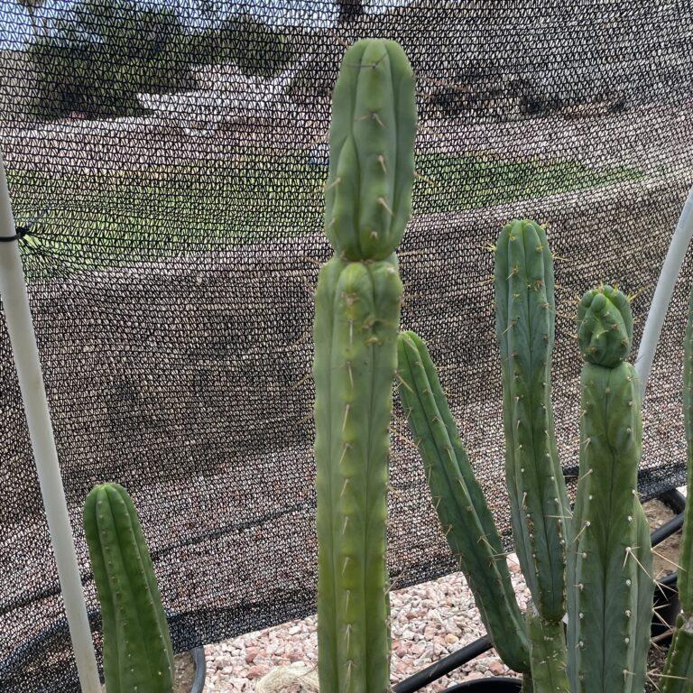 18 inch T. Bridgesii Cutting
