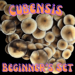 Cubensis Beginner's Set