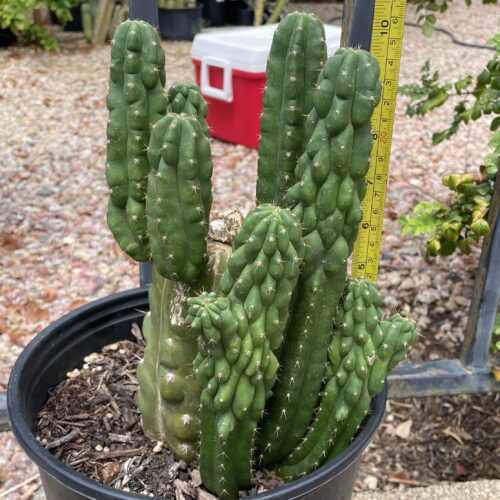 Fully Rooted San Pedro "Monstrose" Mini Stand