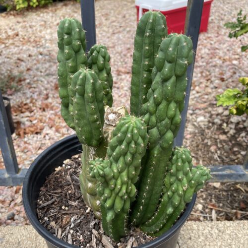 Fully Rooted San Pedro "Monstrose" Mini Stand