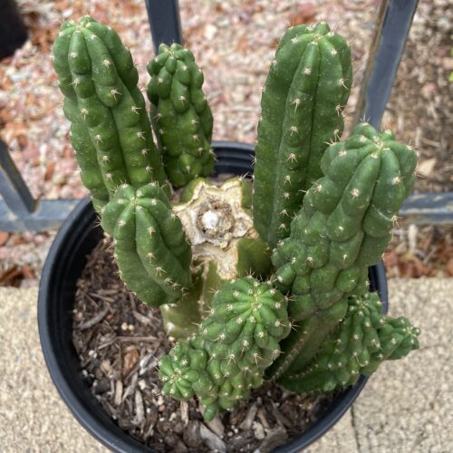 Fully Rooted San Pedro "Monstrose" Mini Stand