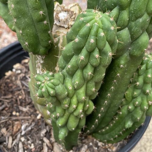 Fully Rooted San Pedro "Monstrose" Mini Stand