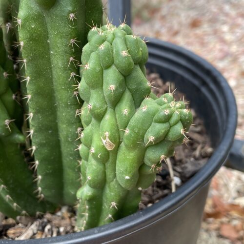 Fully Rooted San Pedro "Monstrose" Mini Stand