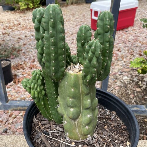 Fully Rooted San Pedro "Monstrose" Mini Stand