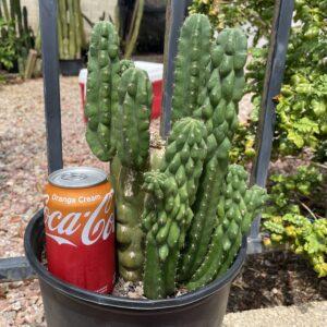 Fully Rooted San Pedro "Monstrose" Mini Stand