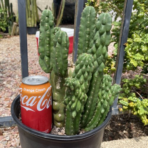 Fully Rooted San Pedro "Monstrose" Mini Stand