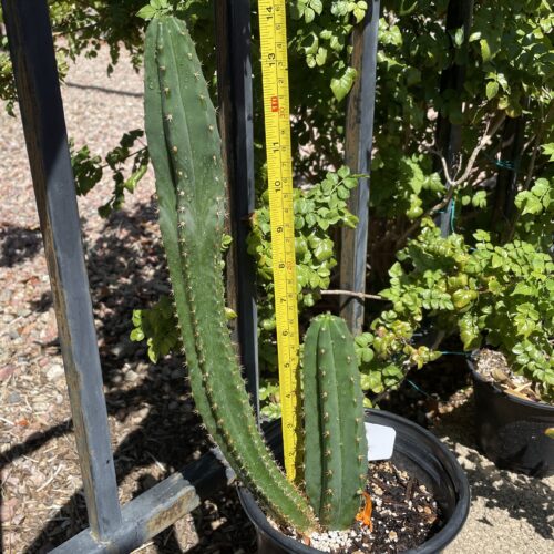 Fully Rooted Dr. G Scop x (Super Pedro x J3)