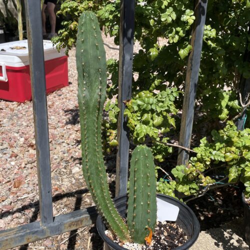 Fully Rooted Dr. G Scop x (Super Pedro x J3)