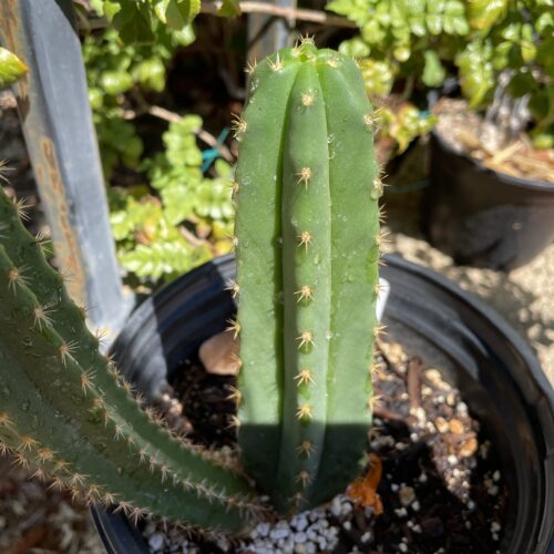 Fully Rooted Dr. G Scop x (Super Pedro x J3)