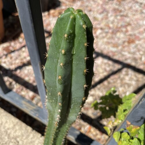 Fully Rooted Dr. G Scop x (Super Pedro x J3)