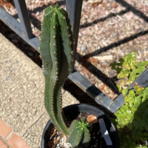 Fully Rooted Dr. G Scop x (Super Pedro x J3)