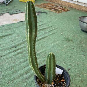 Fully Rooted Dr. G Scop x (Super Pedro x J3)
