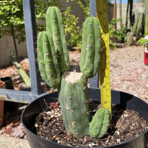 Fully Rooted Sonoran Bridgesii Mini Stand