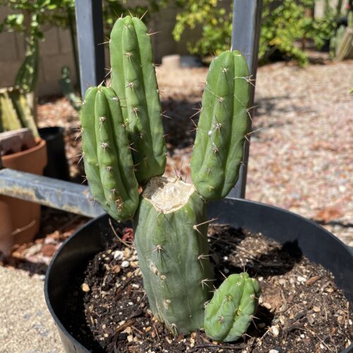Fully Rooted Sonoran Bridgesii Mini Stand