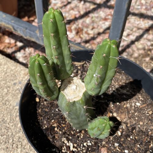 Fully Rooted Sonoran Bridgesii Mini Stand
