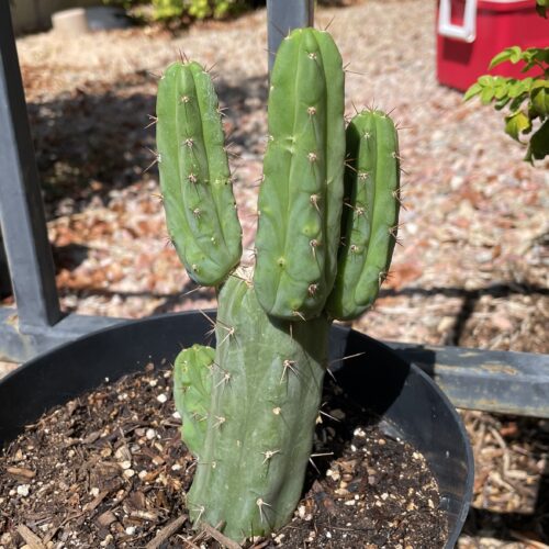 Fully Rooted Sonoran Bridgesii Mini Stand