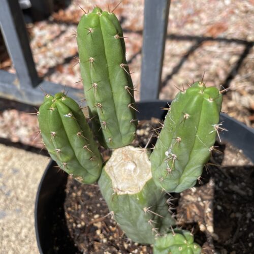 Fully Rooted Sonoran Bridgesii Mini Stand