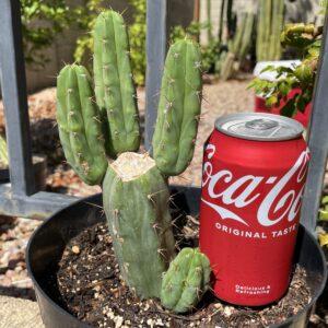 Fully Rooted Sonoran Bridgesii Mini Stand