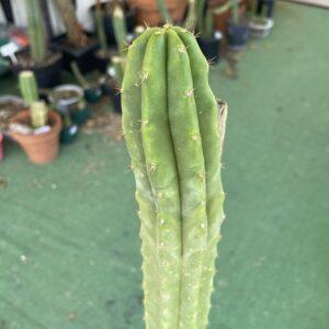 12 inch Ogunbodede Cutting