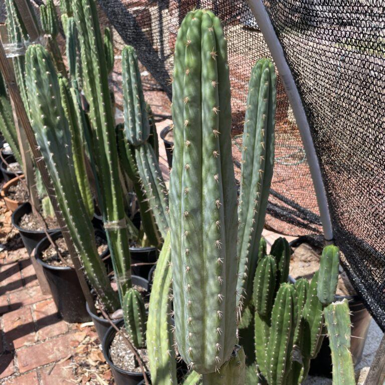 14 inch San Pedro "Pure Azure" Cutting