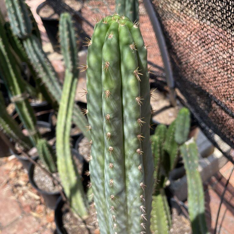 14 inch San Pedro "Pure Azure" Cutting