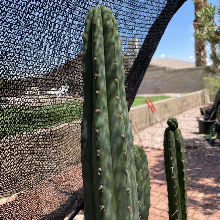 14 inch San Pedro "Pure Azure" Cutting