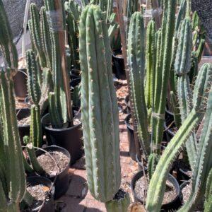 14 inch San Pedro "Pure Azure" Cutting