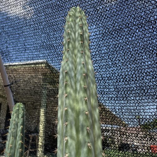 14 inch San Pedro "Pure Azure" Cutting