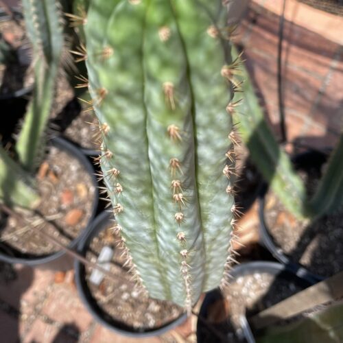14 inch San Pedro "Pure Azure" Cutting