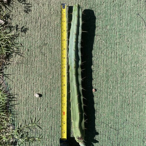 14 inch T. Bridgesii "Bolivian Torch" Cutting