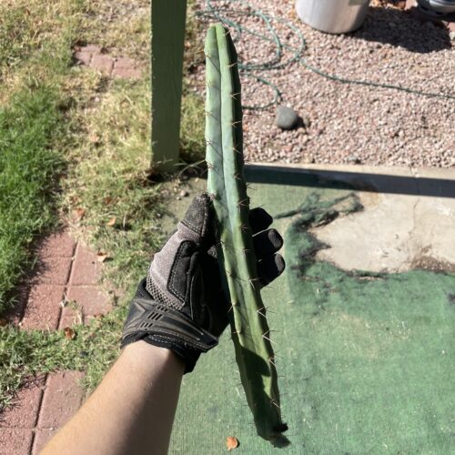 14 inch T. Bridgesii "Bolivian Torch" Cutting