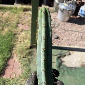 14 inch T. Bridgesii "Bolivian Torch" Cutting