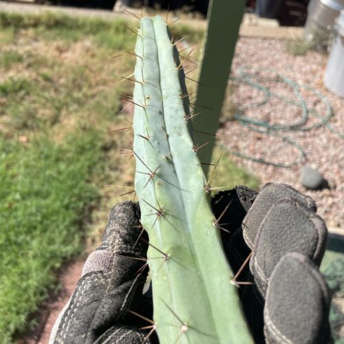 14 inch T. Bridgesii "Bolivian Torch" Cutting