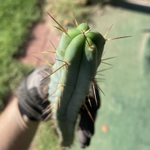 14 inch T. Bridgesii "Bolivian Torch" Cutting