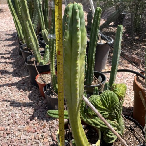 16 inch Macrogonus x Bridgesii "Lumberjack" Cutting