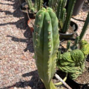 16 inch Macrogonus x Bridgesii "Lumberjack" Cutting