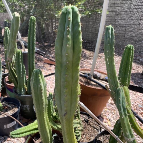 16 inch Macrogonus x Bridgesii "Lumberjack" Cutting