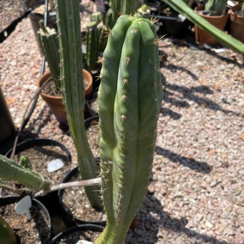 16 inch Macrogonus x Bridgesii "Lumberjack" Cutting