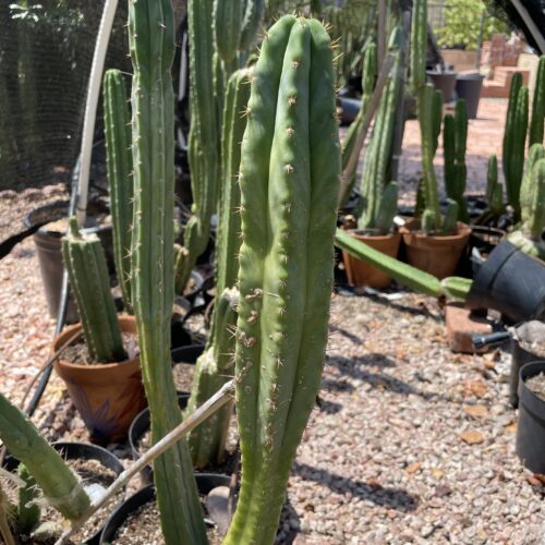 16 inch Macrogonus x Bridgesii "Lumberjack" Cutting