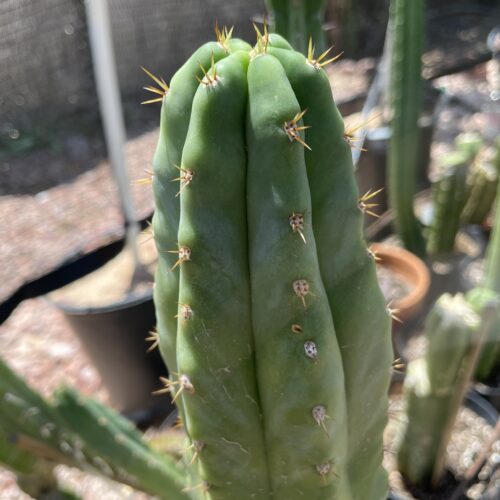 16 inch Macrogonus x Bridgesii "Lumberjack" Cutting
