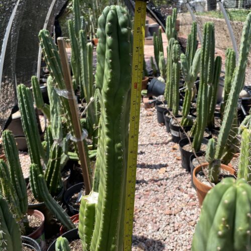 16 inch San Pedro "Monstrose" Cutting