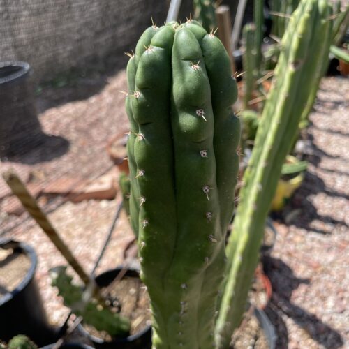 16 inch San Pedro "Monstrose" Cutting